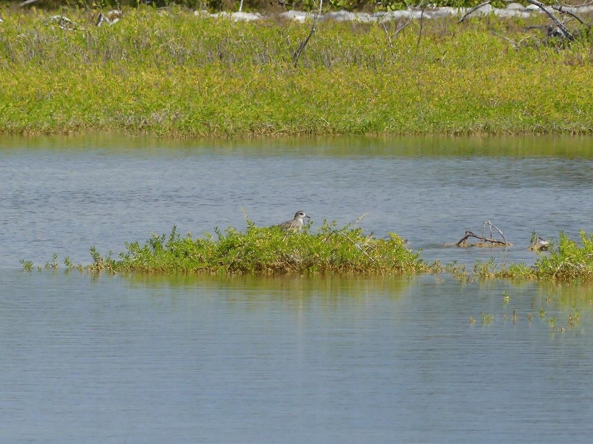 Black-bellied Plover - ML645253804