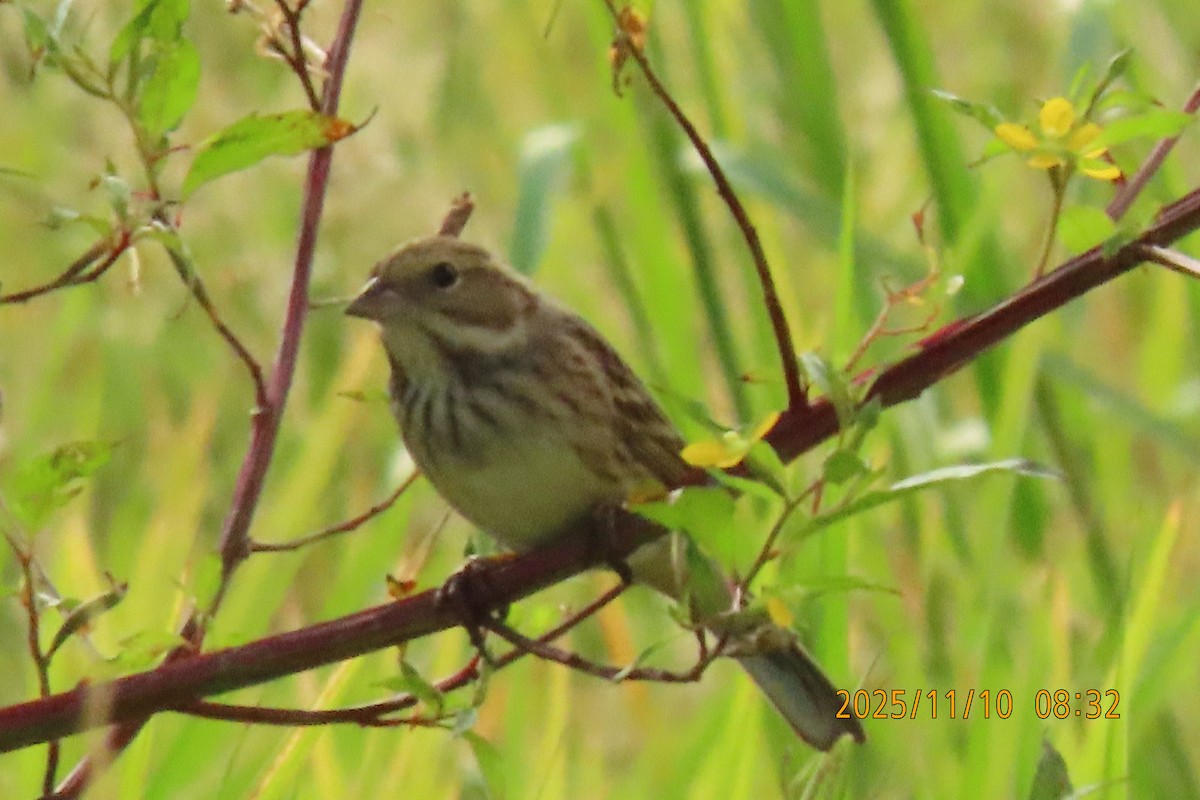 シベリアアオジ - ML645253805