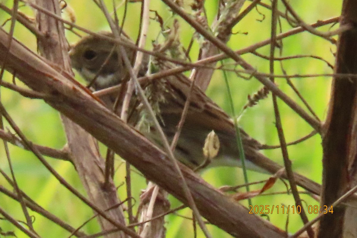 シベリアアオジ - ML645253806