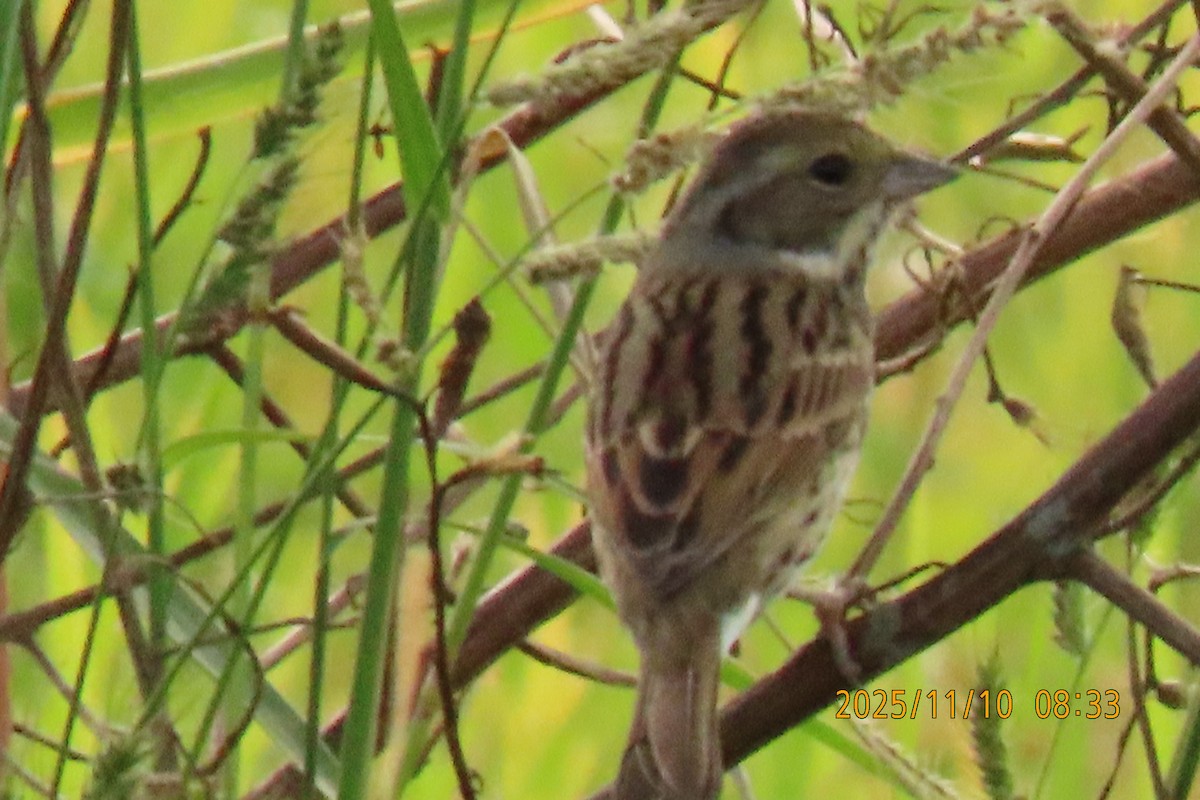 シベリアアオジ - ML645253808