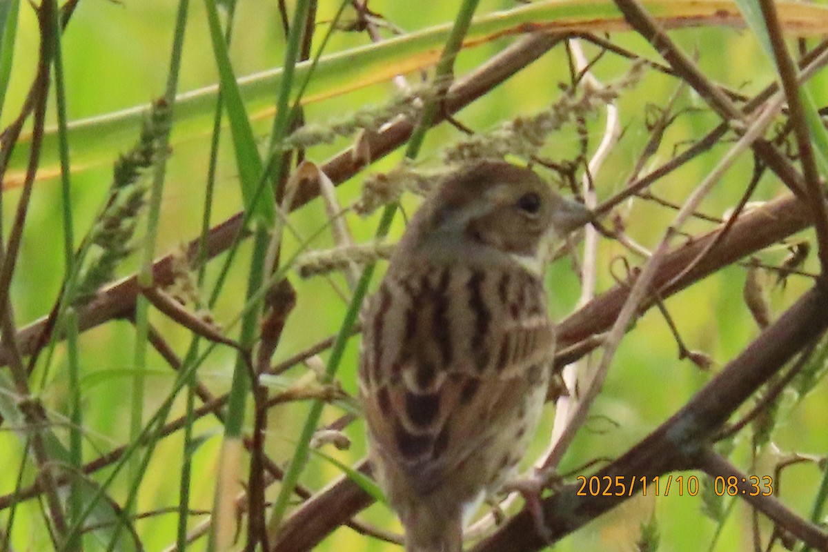 シベリアアオジ - ML645253809