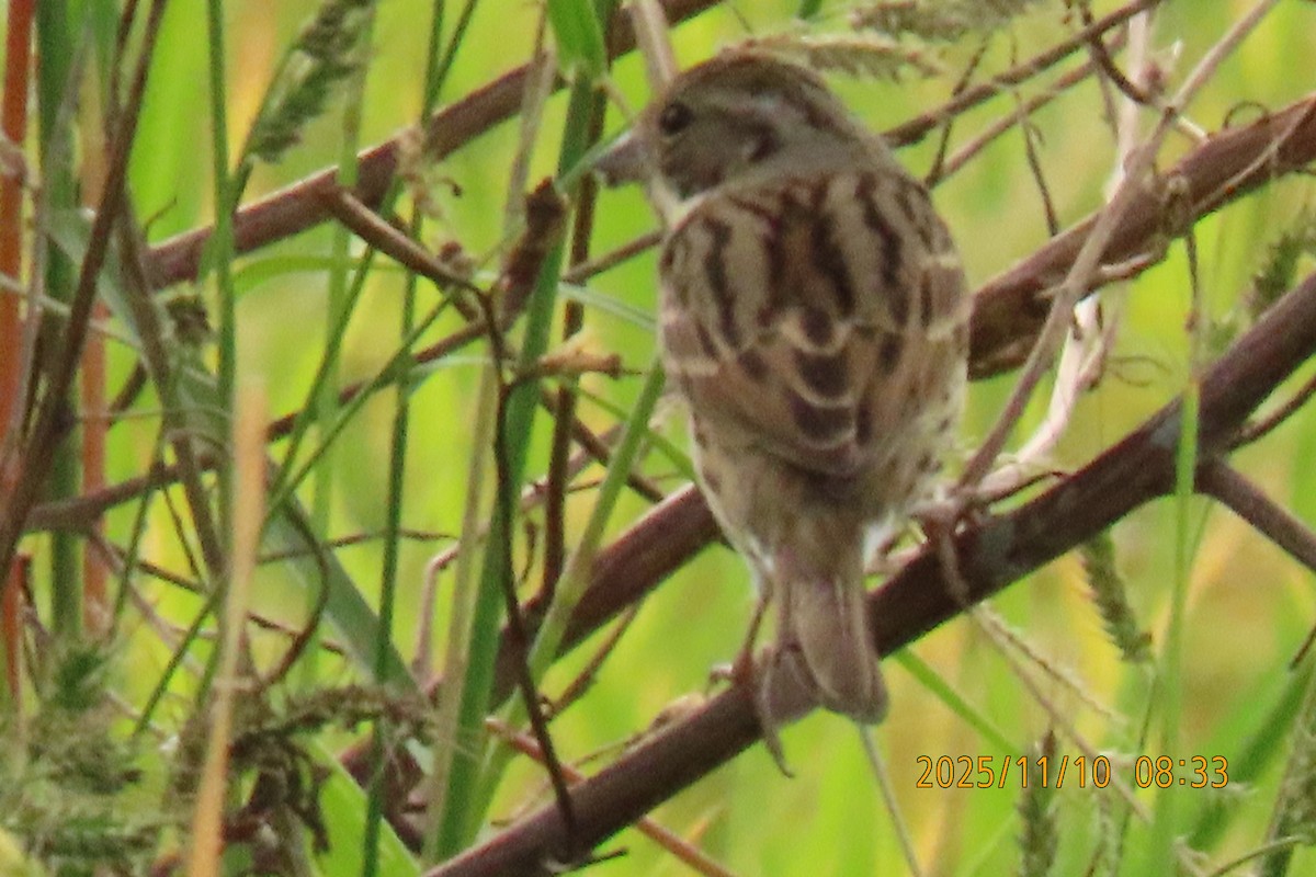 シベリアアオジ - ML645253810