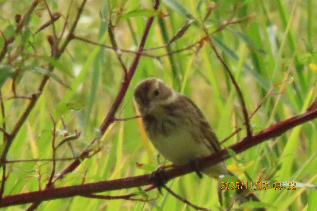 シベリアアオジ - ML645253811