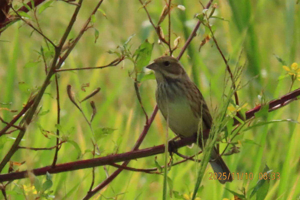 シベリアアオジ - ML645253812