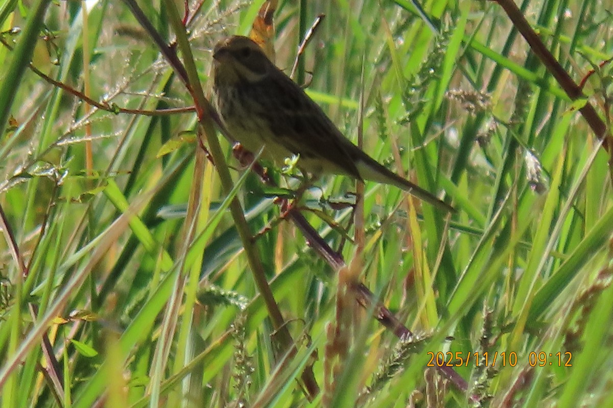 シベリアアオジ - ML645253813