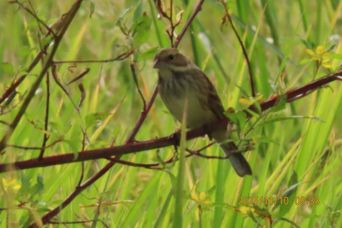 シベリアアオジ - ML645253814