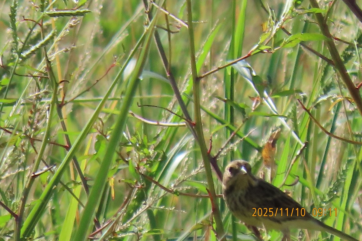 シベリアアオジ - ML645253815