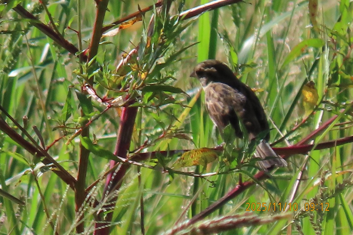 シベリアアオジ - ML645253816