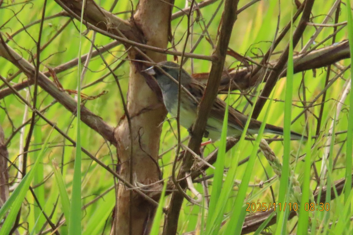 Black-faced Bunting - ML645253818