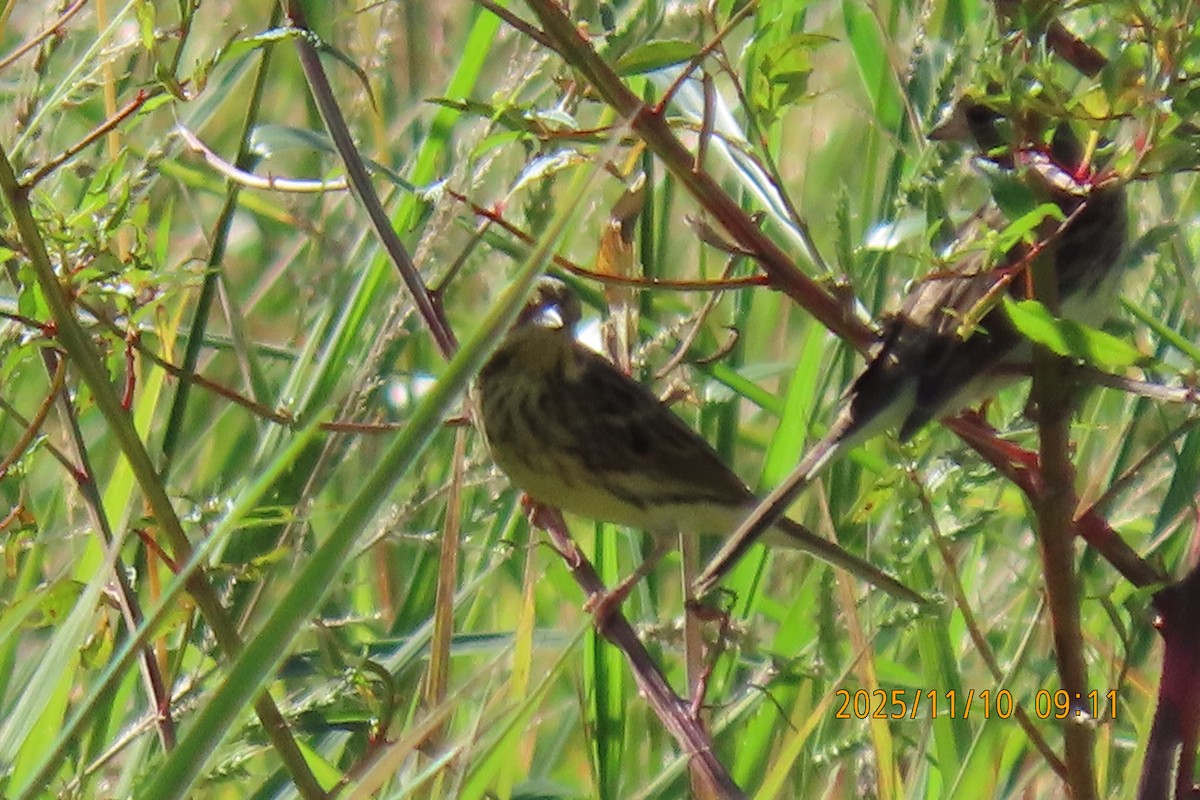 Black-faced Bunting - ML645253819
