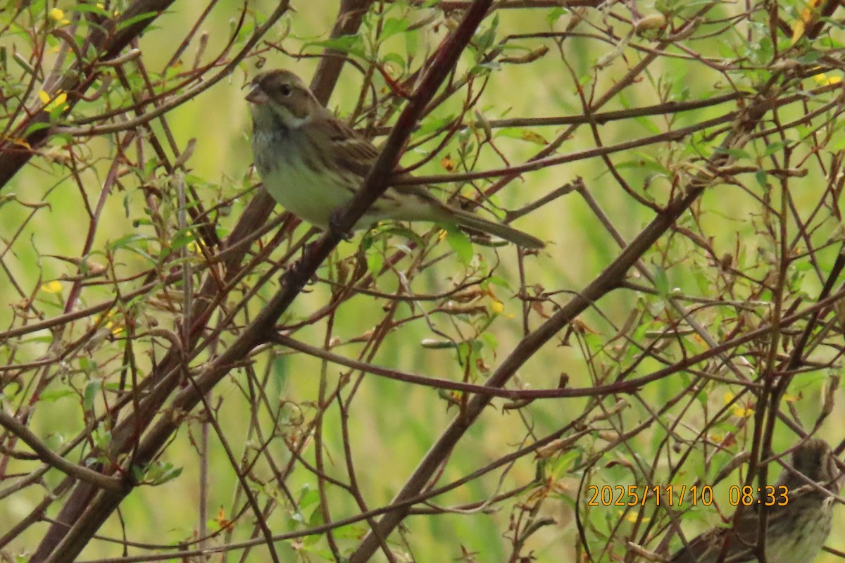 Black-faced Bunting - ML645253820