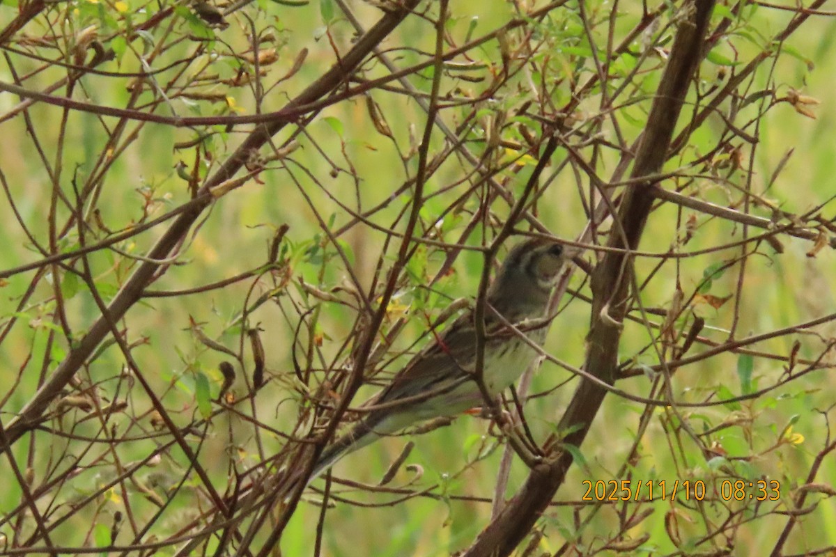Black-faced Bunting - ML645253821