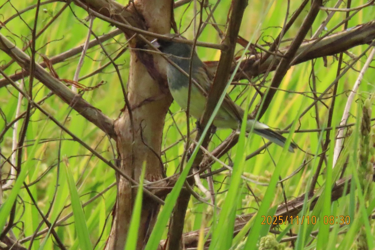 Black-faced Bunting - ML645253822
