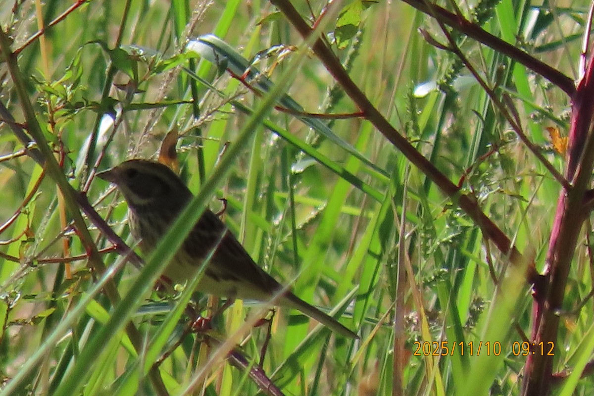 Black-faced Bunting - ML645253823
