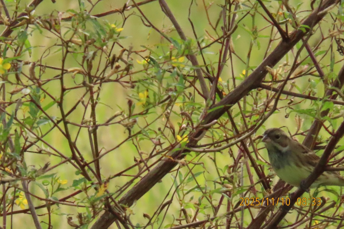 Black-faced Bunting - ML645253824