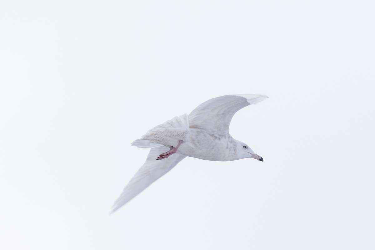 Glaucous Gull - ML645253825