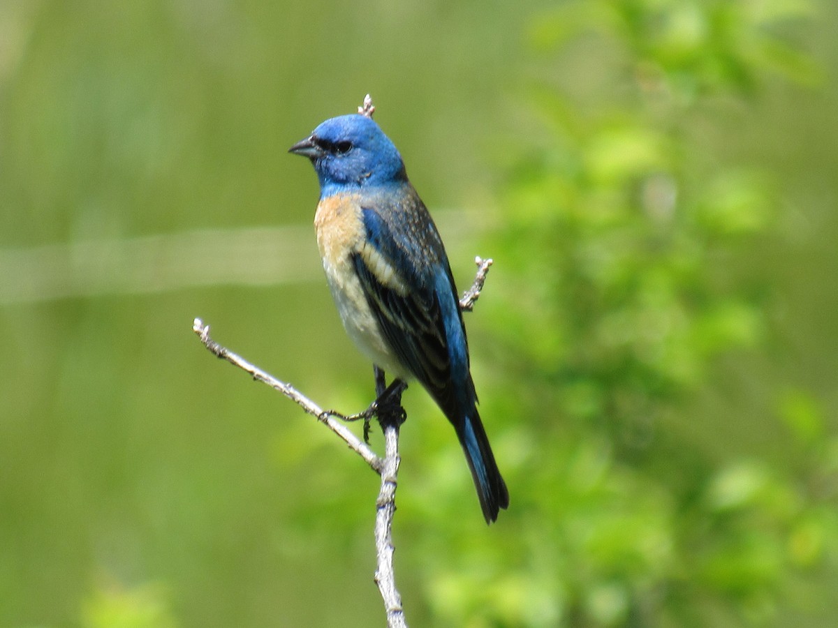 Лазурный колорин - ML645253828