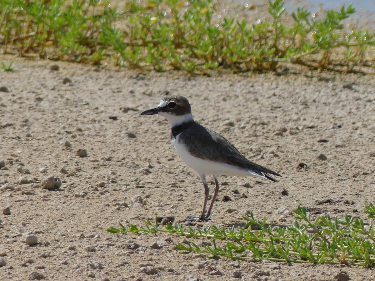 Wilson's Plover - ML645253829