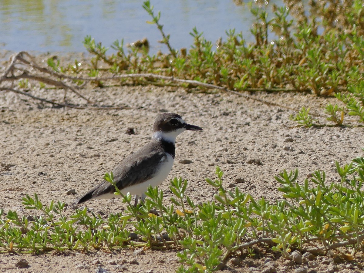 Wilson's Plover - ML645253830