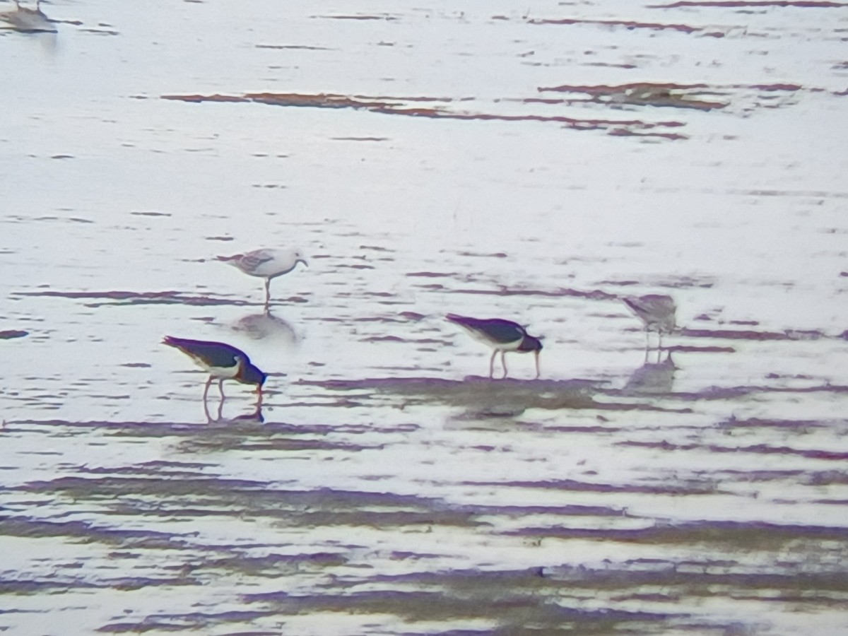 オーストラリアミヤコドリ - ML645253832