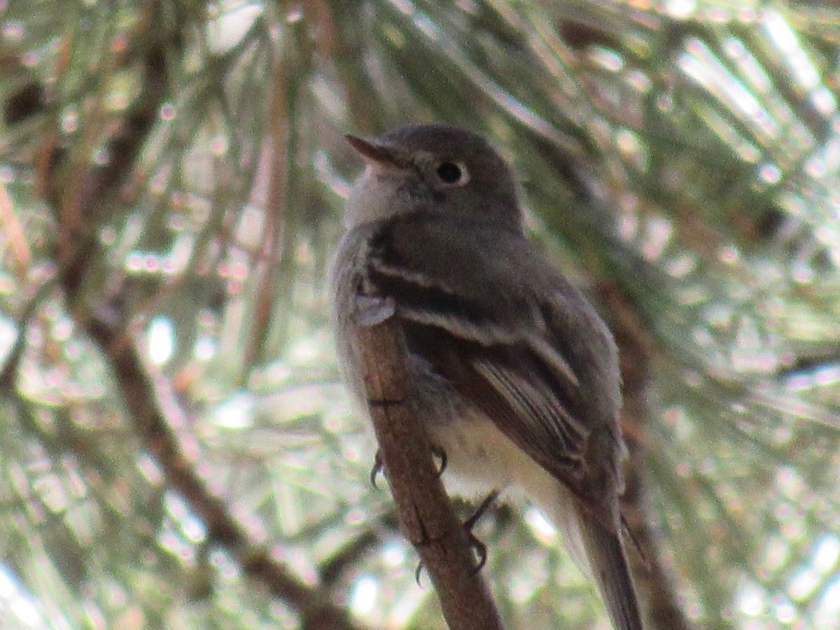Western Flycatcher (Cordilleran) - ML645253833