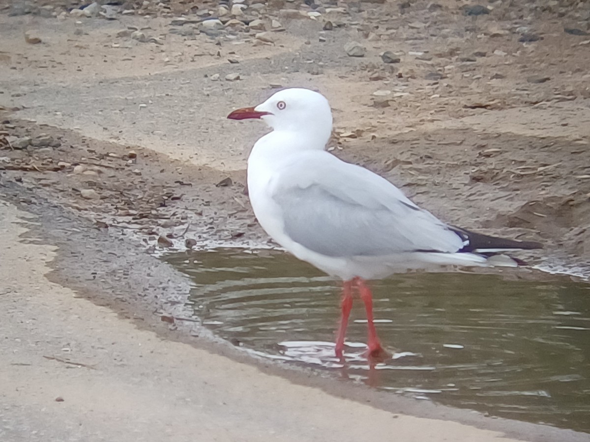 ギンカモメ - ML645253834