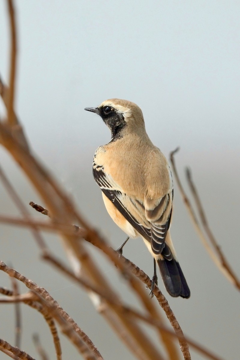 サバクヒタキ - ML645253835