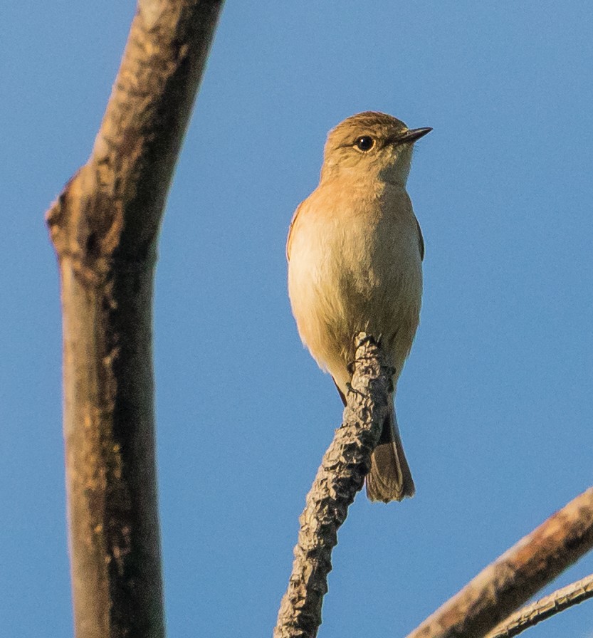 ノビタキ - ML645253836