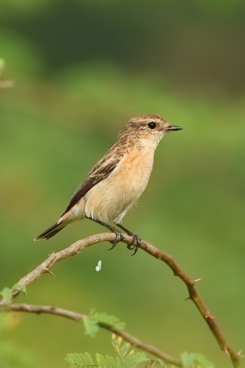 シベリアノビタキ - ML645253837