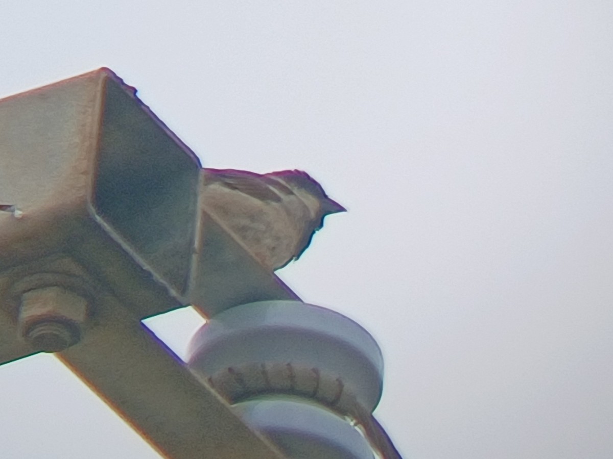 House Sparrow - ML645253838