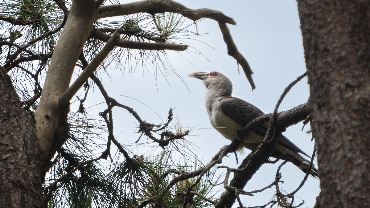 オオオニカッコウ - ML645253840