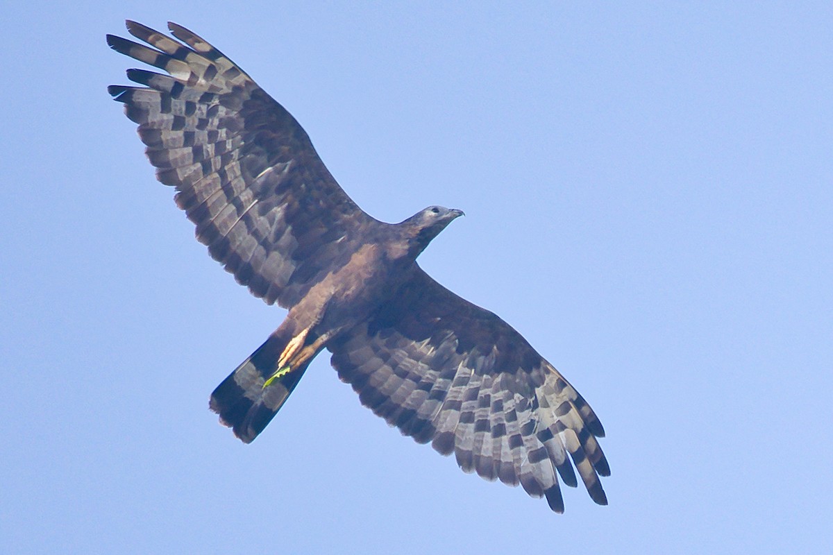 ハチクマ - ML645253841