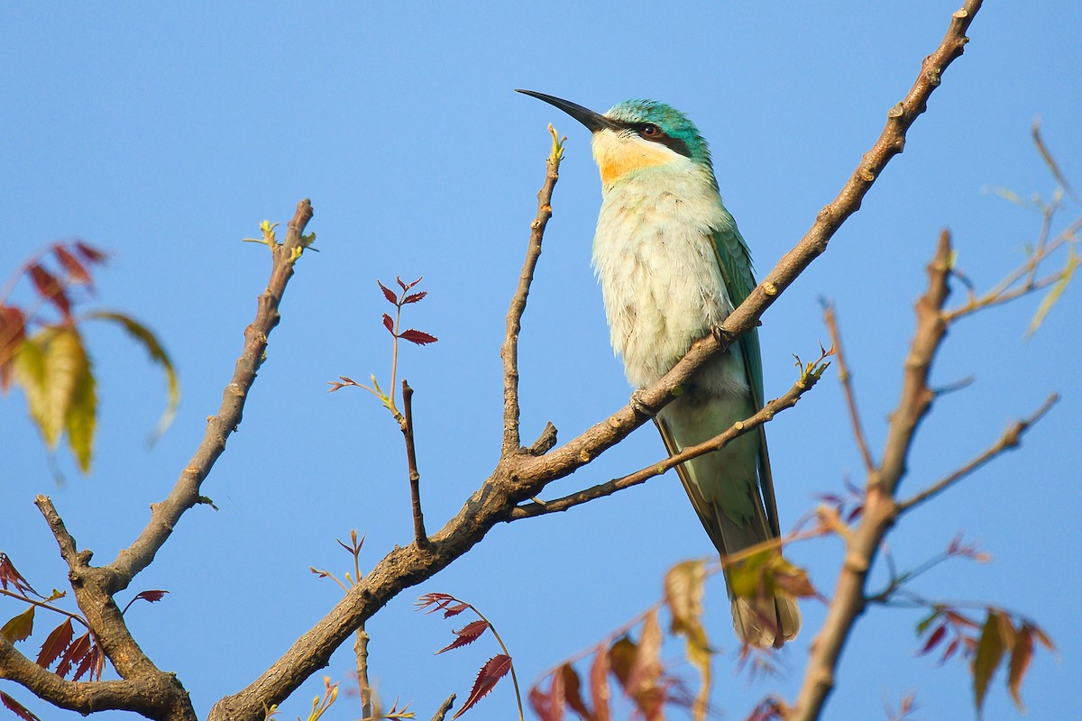 שרקרק ירוק - ML645253844
