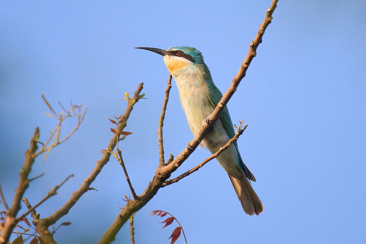 שרקרק ירוק - ML645253845