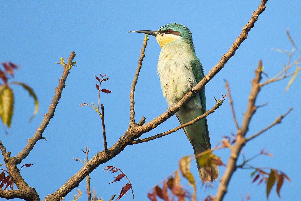 שרקרק ירוק - ML645253846