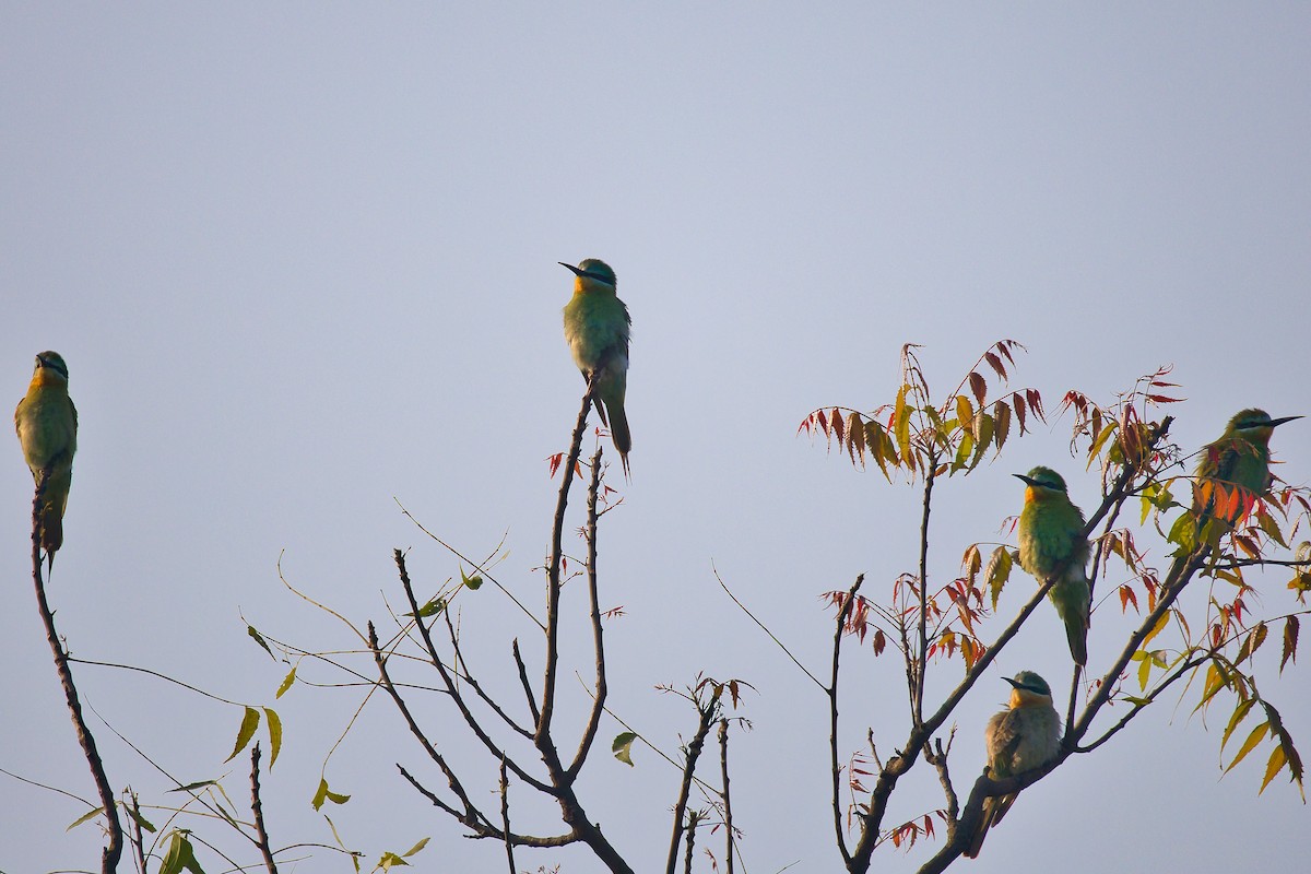 שרקרק ירוק - ML645253847