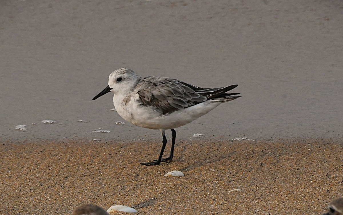 ミユビシギ - ML645253849