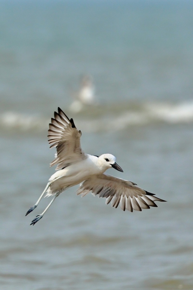 Crab-Plover - ML645253852