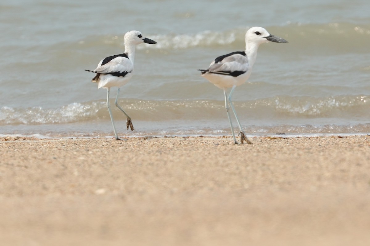 Crab-Plover - ML645253853