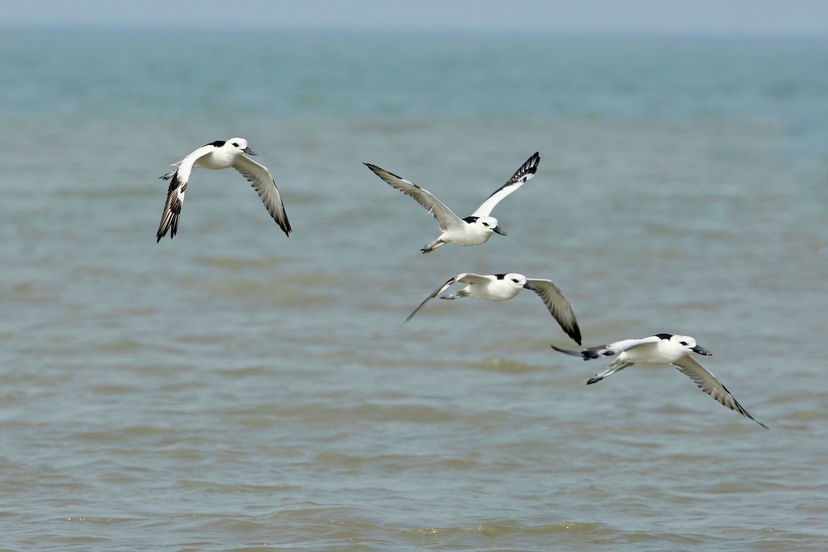 Crab-Plover - ML645253854