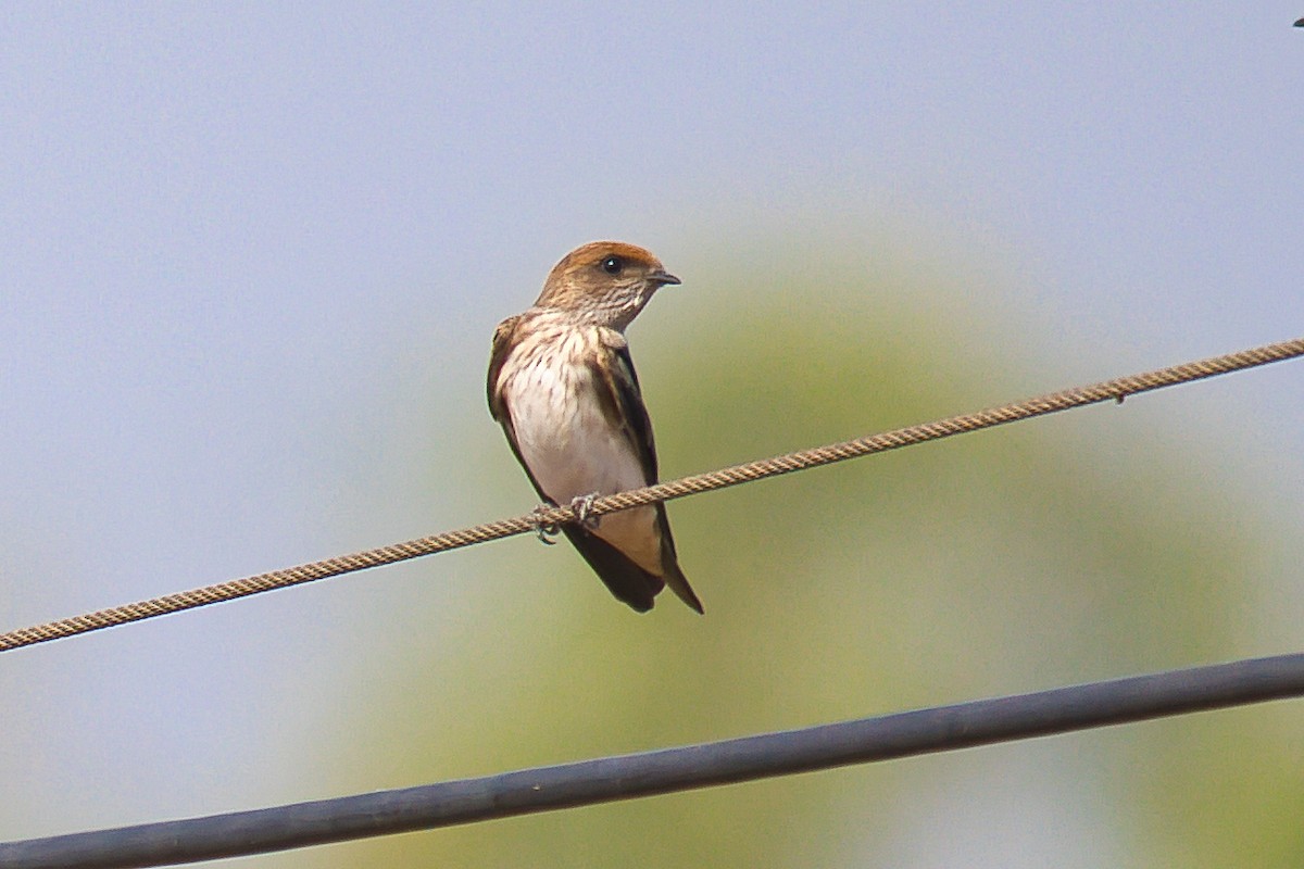 Streak-throated Swallow - ML645253855