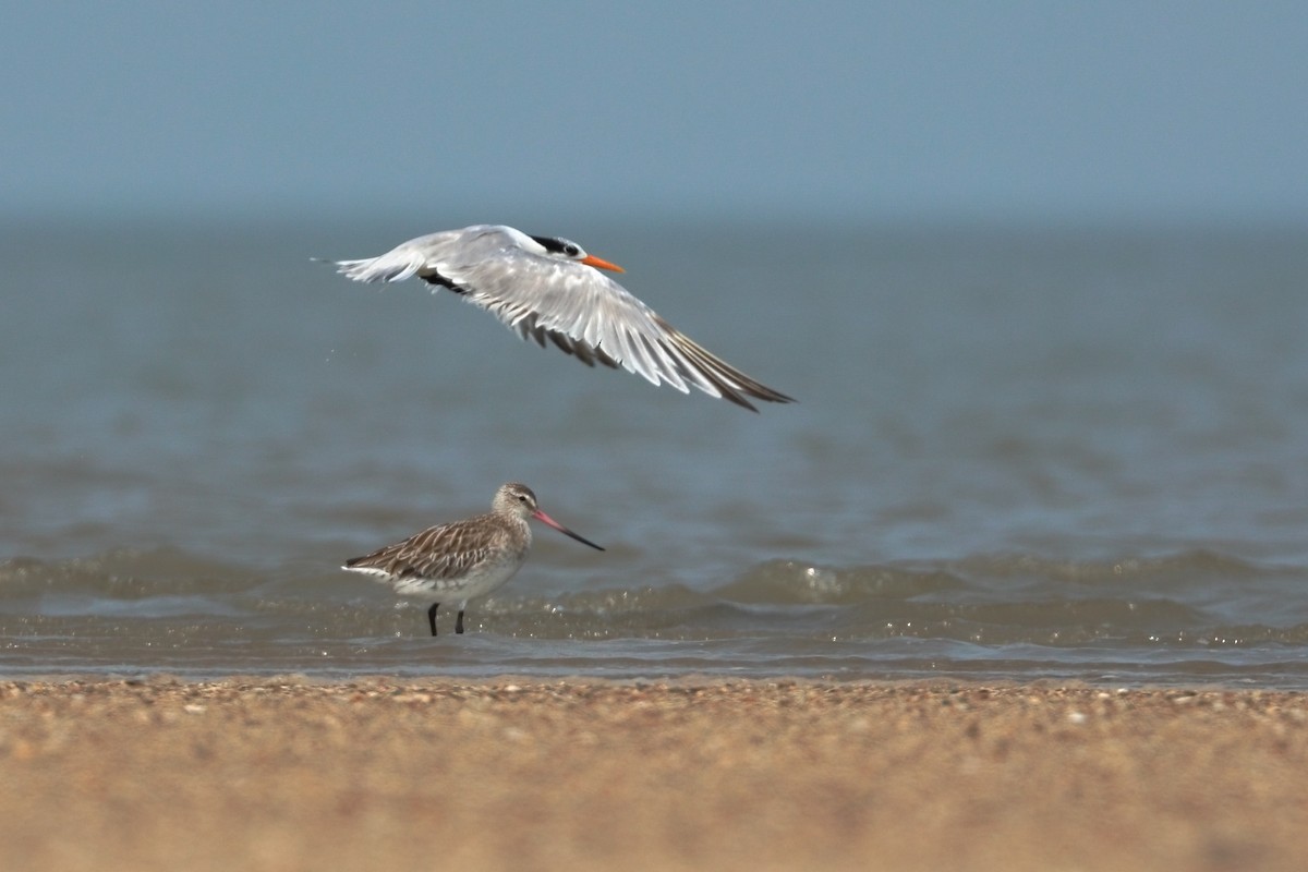 Lesser Crested Tern - ML645253858