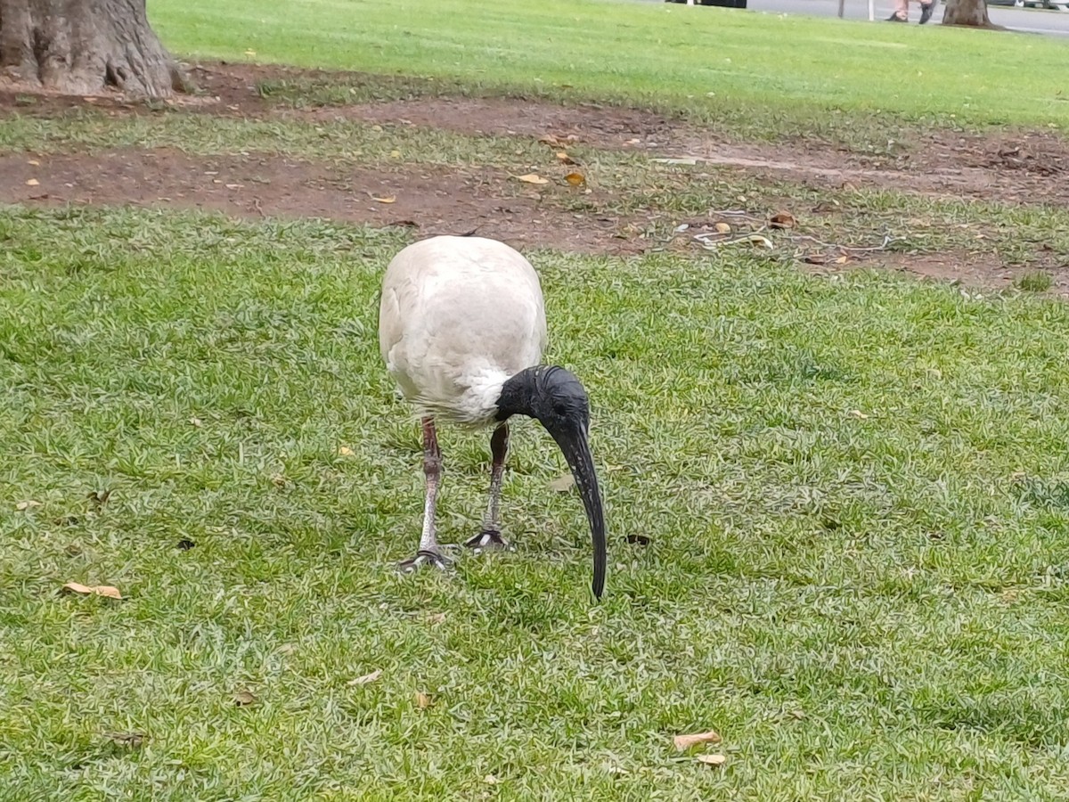Australian Ibis - ML645253859