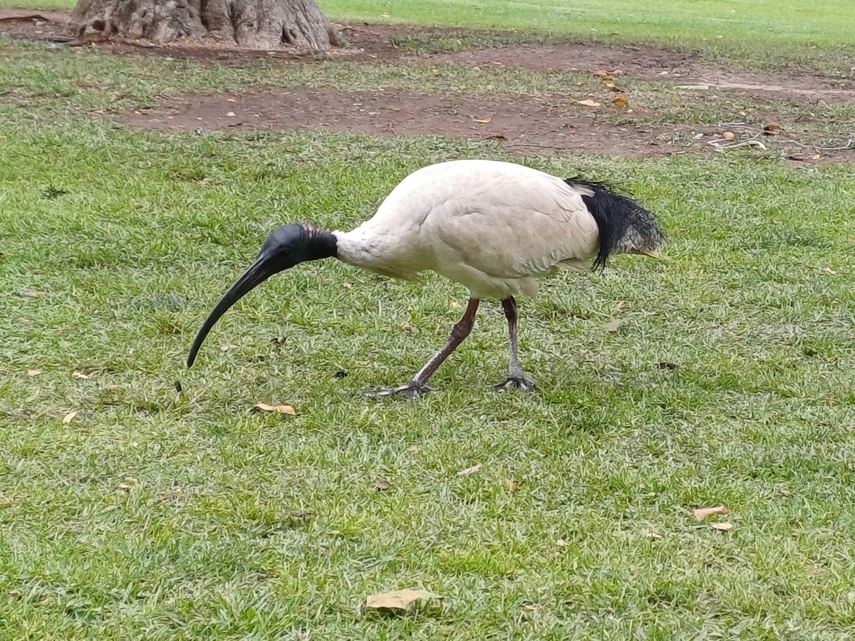 Australian Ibis - ML645253860