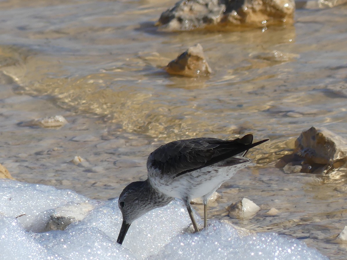Bécasseau à échasses - ML645253865