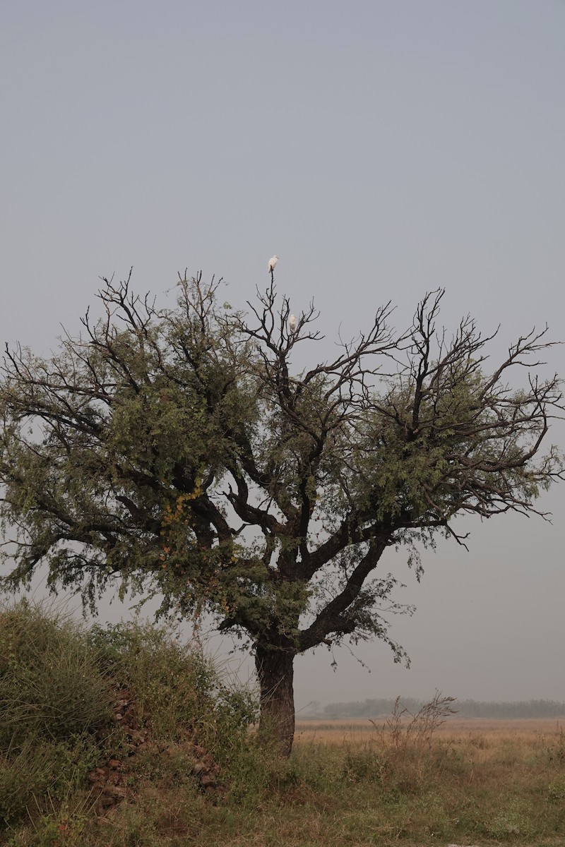 Eastern Cattle-Egret - ML645253867