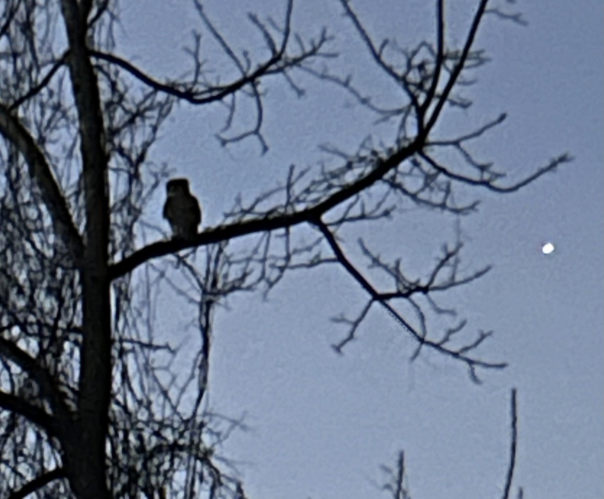 Great Horned Owl - ML645253868