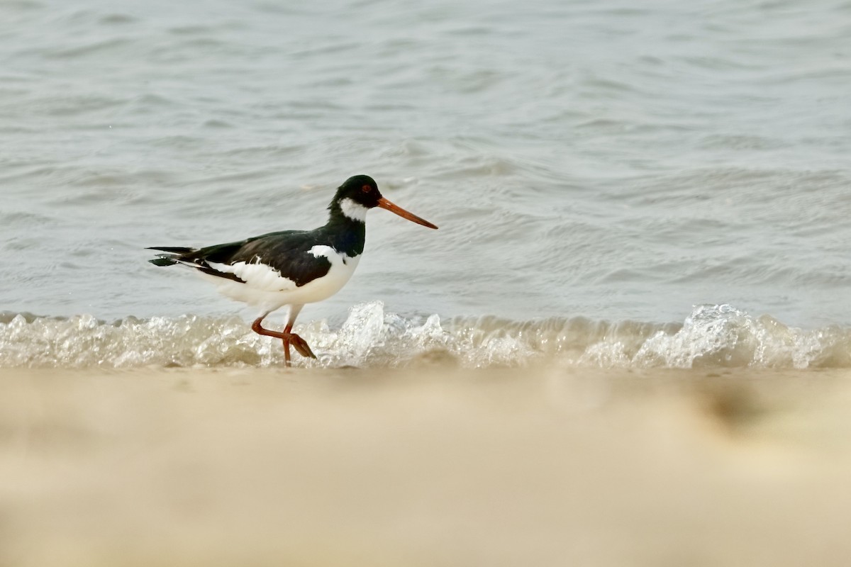 Eurasian Oystercatcher - ML645253869