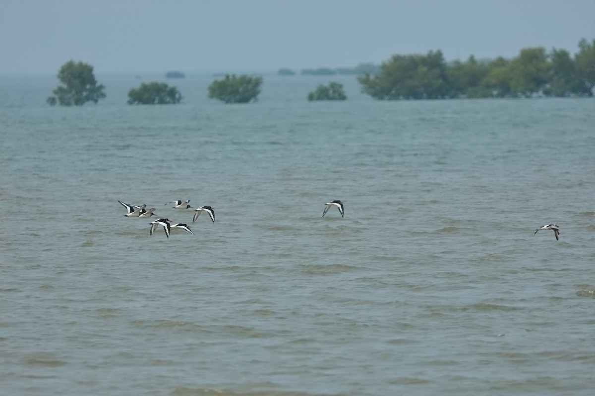 Eurasian Oystercatcher - ML645253870