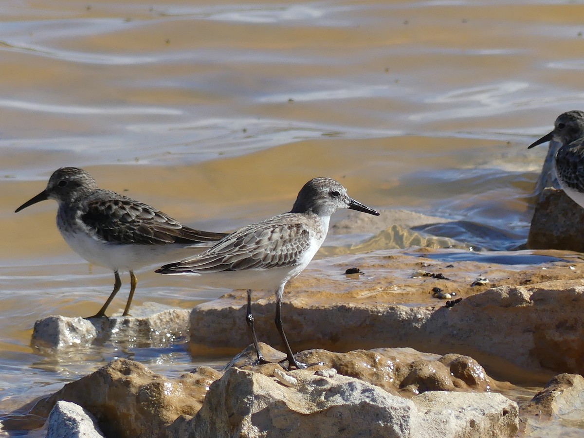 Bécasseau minuscule - ML645253871